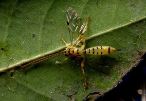 Xanthopimpla clavata