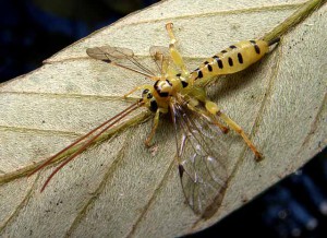 Xanthopimpla clavata