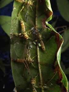 Xanthopimpla clavata