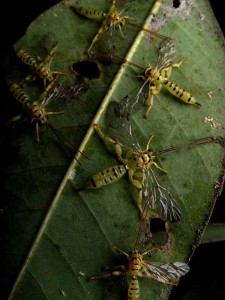 Xanthopimpla clavata