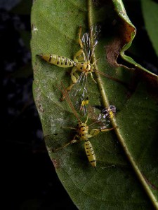 Xanthopimpla clavata