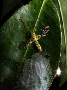 Xanthopimpla clavata