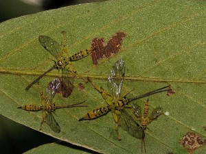 Xanthopimpla clavata