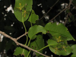 Xanthopimpla clavata