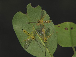 Xanthopimpla clavata