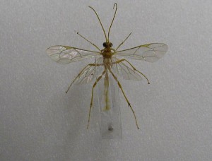 Ichneumonidae sp.