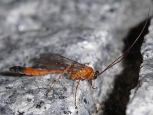 Ichneumonidae sp.