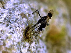 Ichneumonidae sp.