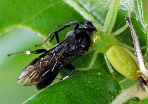 Tenthredinidae gen. sp.