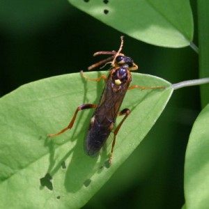 Tenthredinidae gen. sp.