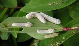 Tenthredinidae gen. sp.