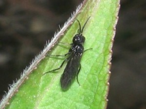 Tenthredinidae gen. sp.