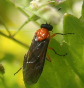 Athalia japonica