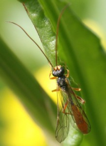 Hadrodactylus orientalis