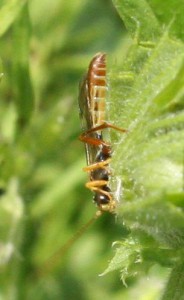 Hadrodactylus orientalis