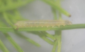 Tenthredinidae gen. sp.