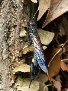 Tremex apicalis