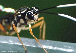 Ichneumonidae sp.