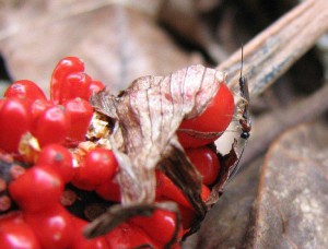 Ichneumonidae sp.