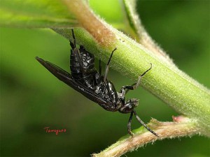 Tenthredinidae gen. sp.