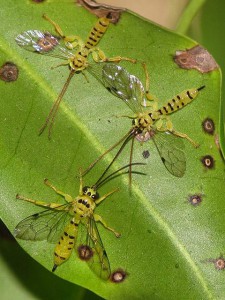 Xanthopimpla clavata