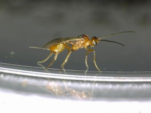 Braconidae gen. sp.