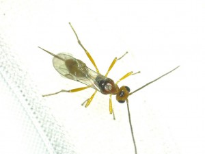 Braconidae gen. sp.