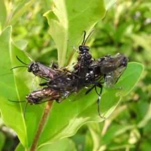 Macrophya falsifica