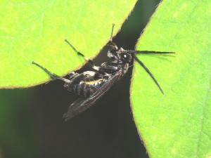 Tenthredinidae gen. sp.