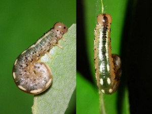 Tenthredinidae gen. sp.