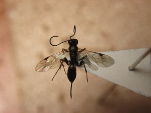 Ichneumonidae sp.