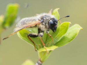 Trichiosoma lucorum