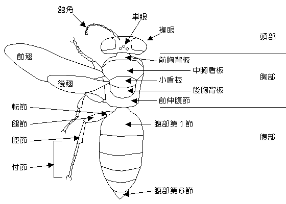 ハチの形態