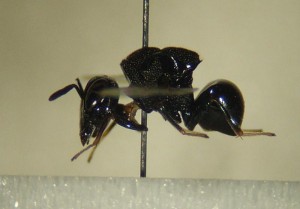 Perilampidae gen. sp.