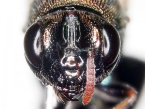 Perilampidae gen. sp.