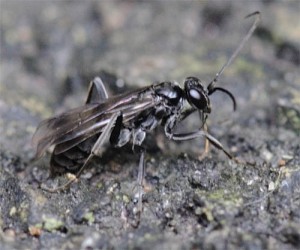 Pompilidae gen. sp.