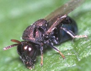 Perilampidae gen. sp.