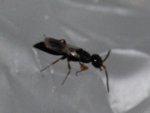 Laelius sp.