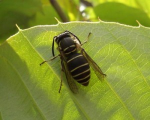 Vespula flaviceps