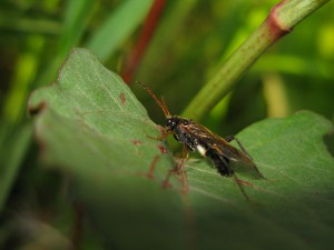 Taxonus fulvicornis