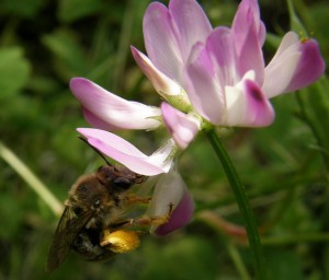 Eucera sp.