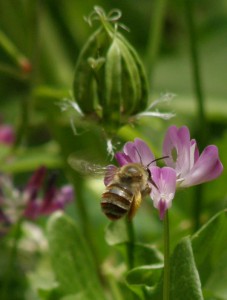 Eucera sp.