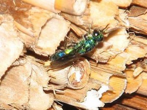 Chrysis japonica