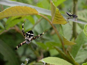 Pompilidae gen. sp.