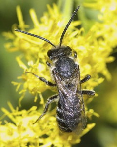 Lasioglossum occidens