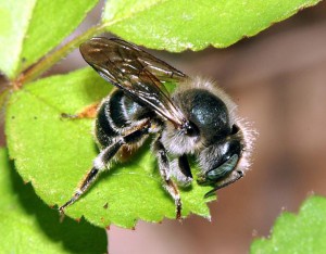 Osmia orientalis