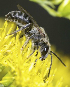 Lasioglossum occidens