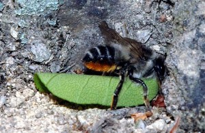 Megachile japonica