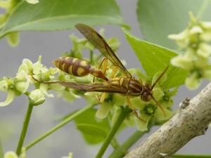 Parapolybia indica indica