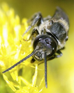 Lasioglossum occidens